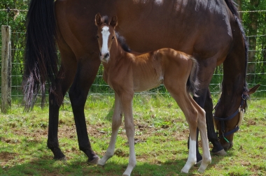 OCTAVIA ALTHEA GACI SF