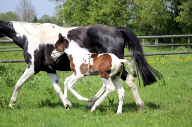 H&eacute;lios &agrave; 14 jours, 10 Mai 2017