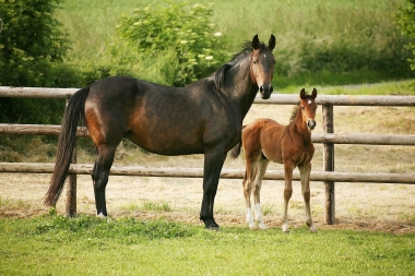 Vintage de Pl&eacute;ville par Berlin