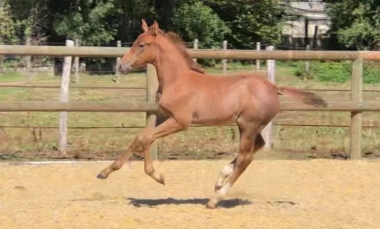 Jeu interdi Montd&eacute;sir SF