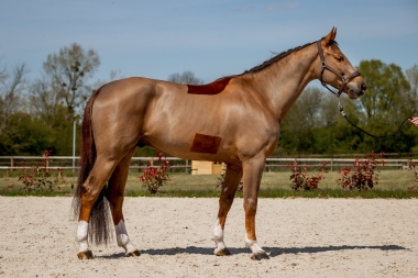 KIEKEBOE PICOBELLO Z BWP