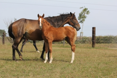 &Eacute;VIDENCE DE ROHAN SF