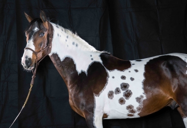 <b>James Bond &agrave; 4 ans, 2023</b>     