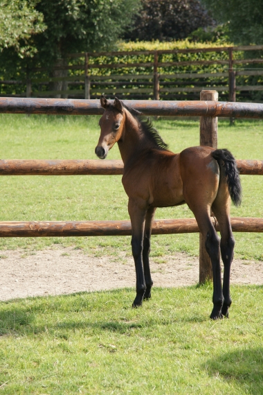 Cayetano de Pl&eacute;ville par Cayetano