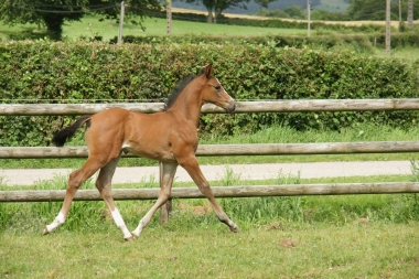 Cupidon de Pl&eacute;ville par Hicsktead