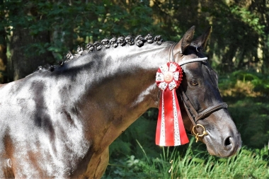 <b>Usandro</b>            Coll Priv&eacute; Le Guen