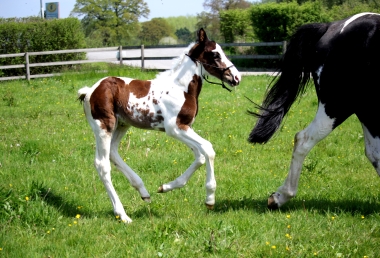 H&eacute;lios &agrave; 14 jours, 10 Mai 2017