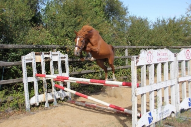 Demoizel de Tuili&egrave;re SFA