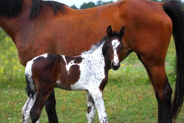 Vision 2009, naissance &agrave; 3 semaines
