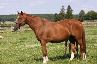 Rafale de Pontli&egrave;re SF