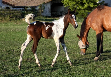 Vision &agrave; 2 mois