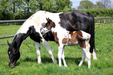 H&eacute;lios &agrave; 14 jours, 10 Mai 2017