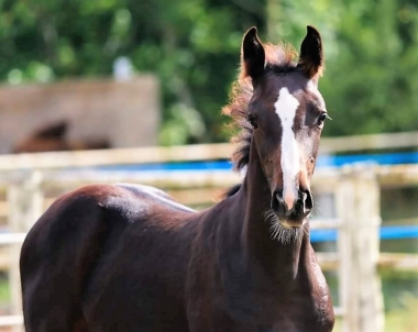 <b>Coll priv&eacute;</b>                 