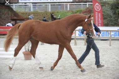 SUBLIM DES GREZILS SF (B)