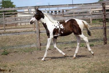 H&eacute;lios &agrave; 3 mois et demi, 7 Ao&ucirc;t 2017