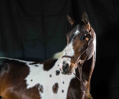 <b>James Bond &agrave; 4 ans, 2023</b>     