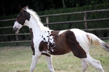 H&eacute;lios &agrave; 3 mois et demi, 7 Ao&ucirc;t 2017