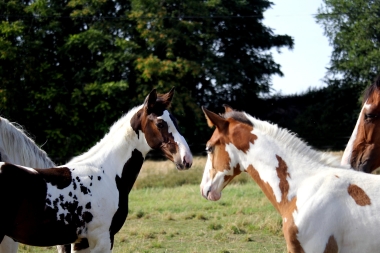 H&eacute;lios, 14 et 16 Ao&ucirc;t 2017