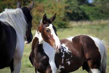 H&eacute;lios, 14 et 16 Ao&ucirc;t 2017