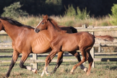 Tinka &agrave; 4 mois