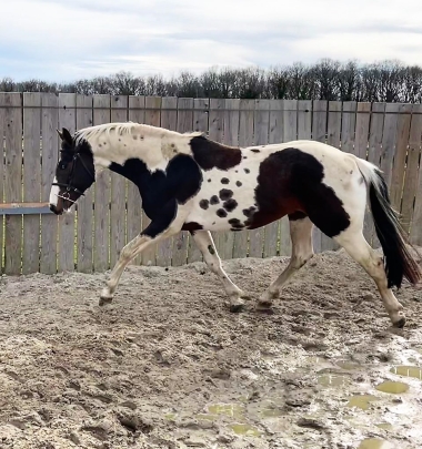 <b>James Bond &agrave; 4 ans, 2023</b>  