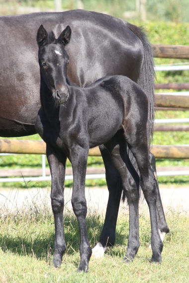 Fiesta de Pl&eacute;ville par Cornet Obolensky