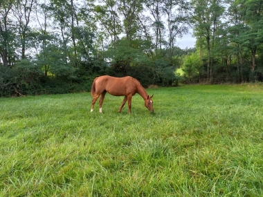 Jubil&eacute;e d'Agenais SFA