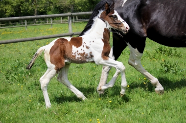 H&eacute;lios &agrave; 14 jours, 10 Mai 2017
