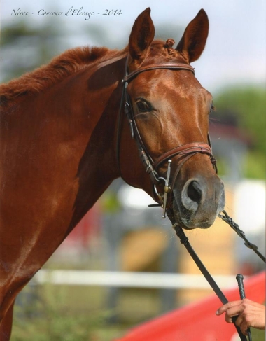 BOSPHOR D'AGENAIS (Vendu)
*AA*