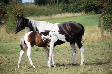 H&eacute;lios, 14 et 16 Ao&ucirc;t 2017