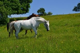 Lolly Pop des Bl&eacute;s SF