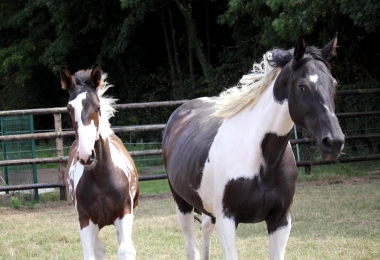 H&eacute;lios &agrave; 3 mois et demi, 7 Ao&ucirc;t 2017