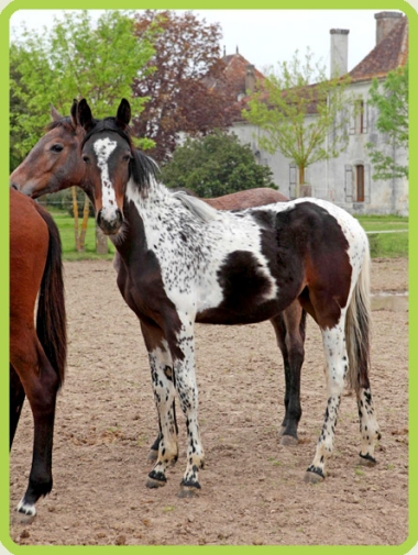 Vision &agrave; 2 mois