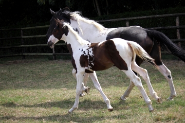 H&eacute;lios &agrave; 3 mois et demi, 7 Ao&ucirc;t 2017