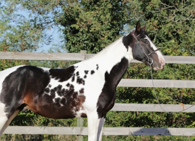 <b>H&eacute;lios, 4 ans, octobre 2021</b>                              