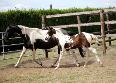 H&eacute;lios &agrave; 3 mois et demi, 7 Ao&ucirc;t 2017