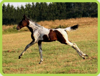 Vision &agrave; 2 mois