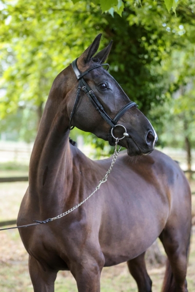 MALICE D'AGENAIS (vendue)
SF.