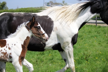 H&eacute;lios &agrave; 14 jours, 10 Mai 2017