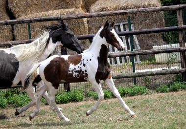 H&eacute;lios &agrave; 3 mois et demi, 7 Ao&ucirc;t 2017