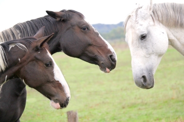 Vision D&eacute;cembre 2015 et en 2016