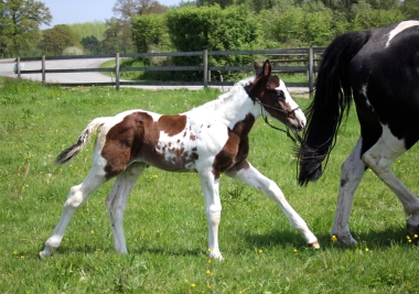 H&eacute;lios &agrave; 14 jours, 10 Mai 2017