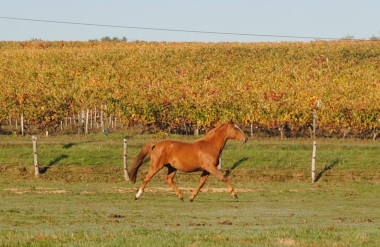 Topaze des &Eacute;tisses SF